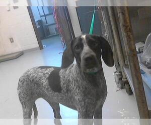 Bluetick Coonhound Dogs for adoption in Fayetteville, NC, USA