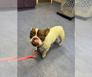 French Bulldog Dogs for adoption in Santa Maria, CA, USA