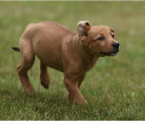 Labrador Retriever-Unknown Mix Dogs for adoption in Mechanicsburg, PA, USA