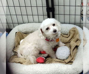 Bichon Frise Dogs for adoption in Mukwonago, WI, USA