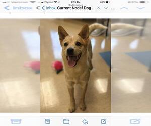 Mutt Dogs for adoption in Garden City, NY, USA