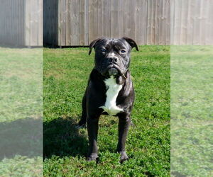 Mutt Dogs for adoption in Abbeville, LA, USA