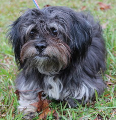 Shih Tzu Dogs for adoption in Prattville, AL, USA