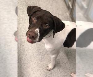 German Shorthaired Pointer Dogs for adoption in Buffalo, MN, USA