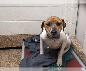Plott Hound-Unknown Mix Dogs for adoption in Springfield, MA, USA