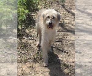 Mutt Dogs for adoption in Conroe, TX, USA