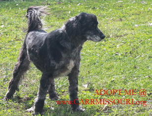 Afghan Hound-Cocker Spaniel Mix Dogs for adoption in Holden, MO, USA