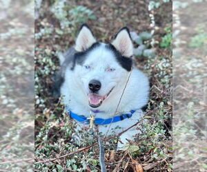 Siberian Husky Dogs for adoption in Petaluma, CA, USA