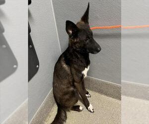 Border Collie-Unknown Mix Dogs for adoption in Las Vegas, NV, USA
