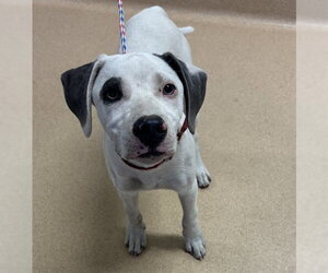 Catahoula Leopard Dog-Unknown Mix Dogs for adoption in Placerville, CA, USA
