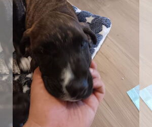 Staffordshire Bull Terrier-Unknown Mix Dogs for adoption in New Orleans, LA, USA