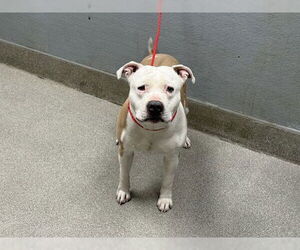 American Pit Bull Terrier-Unknown Mix Dogs for adoption in Las Vegas, NV, USA