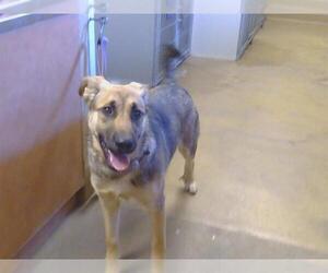 German Shepherd Dog Dogs for adoption in Sacramento, CA, USA