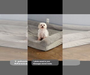 Maltese Dogs for adoption in Marine City, MI, USA