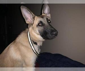 Medium Photo #1 German Shepherd Dog Puppy For Sale in COLUMBIA, MD, USA