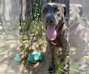 Labrador Retriever-Unknown Mix Dogs for adoption in Apple Valley, CA, USA