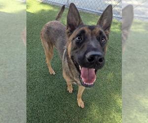 Mutt Dogs for adoption in Downey, CA, USA
