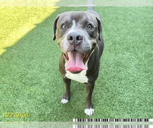 American Pit Bull Terrier Dogs for adoption in West Palm Beach, FL, USA