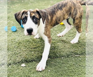 Mutt Dogs for adoption in GILBERTS, IL, USA