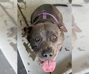 American Pit Bull Terrier Dogs for adoption in Woodland, CA, USA