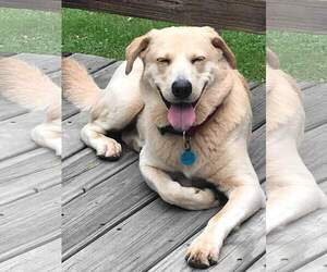 Golden Labrador Dogs for adoption in Warwick, RI, USA