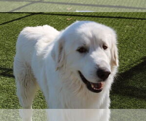 Great Pyrenees Dogs for adoption in Spring, TX, USA