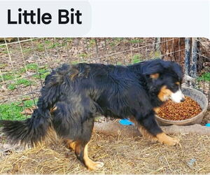 Australian Shepherd Dogs for adoption in Foristell, MO, USA