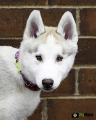 Siberian Husky Dogs for adoption in Cokato, MN, USA