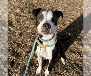 Mutt Dogs for adoption in Rohnert Park, CA, USA