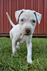 American Pit Bull Terrier Dogs for adoption in Camp Hill, PA, USA