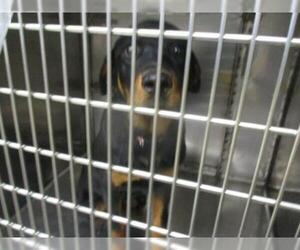 Rottweiler Dogs for adoption in Oklahoma City, OK, USA