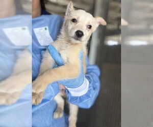 German Shepherd Dog-Unknown Mix Dogs for adoption in San Bernardino, CA, USA