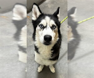 Siberian Husky Dogs for adoption in Forestville, MD, USA