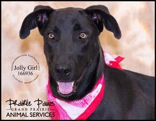 Great Dane Dogs for adoption in Grand Prairie, TX, USA