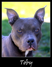 American Pit Bull Terrier-Unknown Mix Dogs for adoption in Sullivan, IN, USA