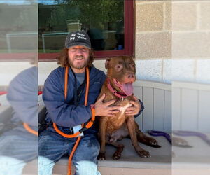 American Pit Bull Terrier-Unknown Mix Dogs for adoption in Derwood, MD, USA