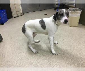 Catahoula Leopard Dog-Unknown Mix Dogs for adoption in Riverside, CA, USA