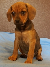 Chiweenie Dogs for adoption in House Springs, MO, USA