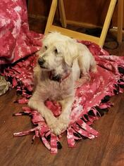 Poodle (Miniature)-Unknown Mix Dogs for adoption in Dallas, TX, USA