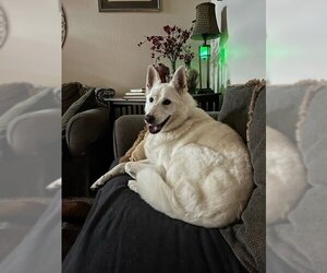 Siberian Husky Dogs for adoption in Carrollton, TX, USA