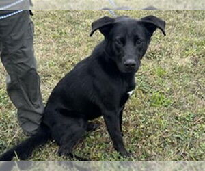 Labrador Retriever-Unknown Mix Dogs for adoption in McKinleyville, CA, USA