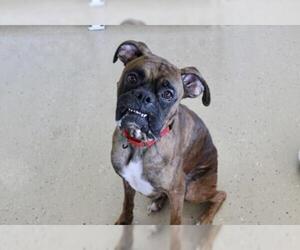 Boxer Dogs for adoption in Mundelein, IL, USA
