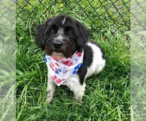 Mutt Dogs for adoption in Buffalo, NY, USA