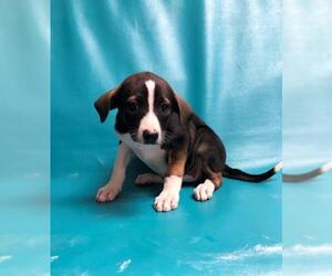 Beagle Dogs for adoption in Morton Grove, IL, USA