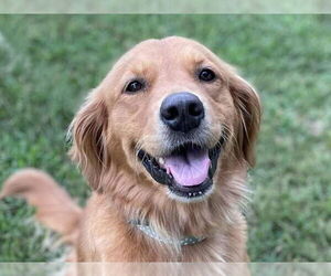 Golden Retriever-Unknown Mix Dogs for adoption in Cookeville, TN, USA