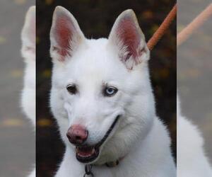 Australian Shepherd-Siberian Husky-German Shepherd Dog Mix Dogs for adoption in Chesapeake City, MD, USA