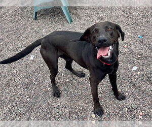 Labrador Retriever-Unknown Mix Dogs for adoption in Webster, WI, USA