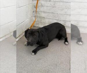 American Pit Bull Terrier-Chihuahua Mix Dogs for adoption in San Bernardino, CA, USA