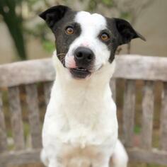 Jack Russell Terrier Dogs for adoption in Fredericksburg, TX, USA