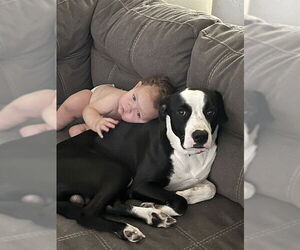 Border Collie-Unknown Mix Dogs for adoption in Ogden, UT, USA